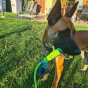 Max a rejoint le concours — aidez-le/la à gagner de superbes lots ! dog, toy, grass, outdoor, sunlight, ears, collar, backyard, fence, chair, umbrella, door, window, plant, patio, shadow, playful, animal, pet, summer