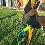 dog, toy, grass, outdoor, sunlight, ears, collar, backyard, fence, chair, umbrella, door, window, plant, patio, shadow, playful, animal, pet, summer