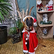 Maxou a rejoint le concours — aidez-le/la à gagner de superbes lots ! dog, santa_claus_costume, indoor, plant, holiday_decorations, shelf, figurines, floor, hexagonal_tiles, red_cape, santa_hat, pet, festive, portrait, brown_dog, black_muzzle, collar, potted_plant, calm, decor