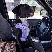 July joined the competition — help win amazing prizes! dog, black_and_white, purple_harness, car_interior, steering_wheel, driver_seat, window, tree, house, sunny, boot, seat_cover, pet, canine, leash, looking_out, daytime, vehicle, smiling, domestic_animal