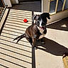 dog, black_dog, white_markings, sitting, porch, shadow, sunlight, open_door, red_ball, concrete_floor, railing, pet, happy, tongue_out, daylight, smiling, animal, domestic, playful, outdoor