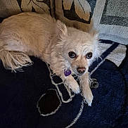 Rosie is registered to the contest to win money with this photo: animal, beige, blanket, blue, companion, couch, cushion, cute, dog, domestic, fluffy, fur, home, indoor, leaf_pattern, looking_up, pet, relaxed, resting, small_dog