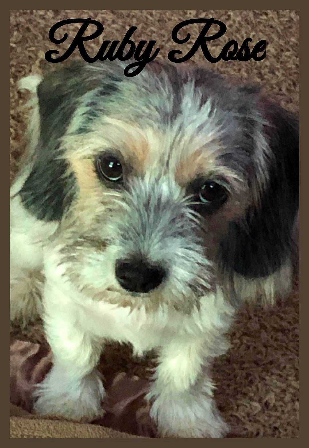 Ruby Rose is registered to the contest to win money with this photo: canidae, carnivore, companion_dog, dog, dog_breed, font, fur, happy, photo_caption, puppy_love, rectangle, small_terrier, snout, sporting_group, square, terrestrial_animal, terrier, toy_dog, water_dog, working_animal