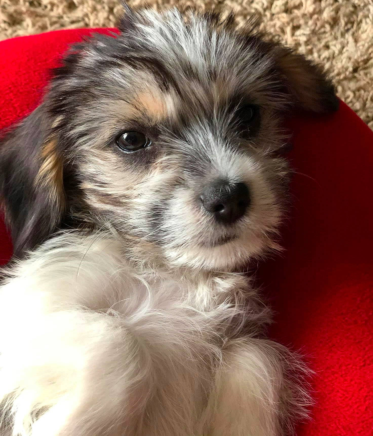 Ruby Rose is registered to the contest to win money with this photo: biewer_terrier, canidae, carnivore, cockapoo, companion_dog, dog, dog_breed, fur, liver, maltepoo, puppy_love, shih_poo, small_terrier, snout, sporting_group, terrestrial_animal, terrier, toy_dog, whiskers, working_animal