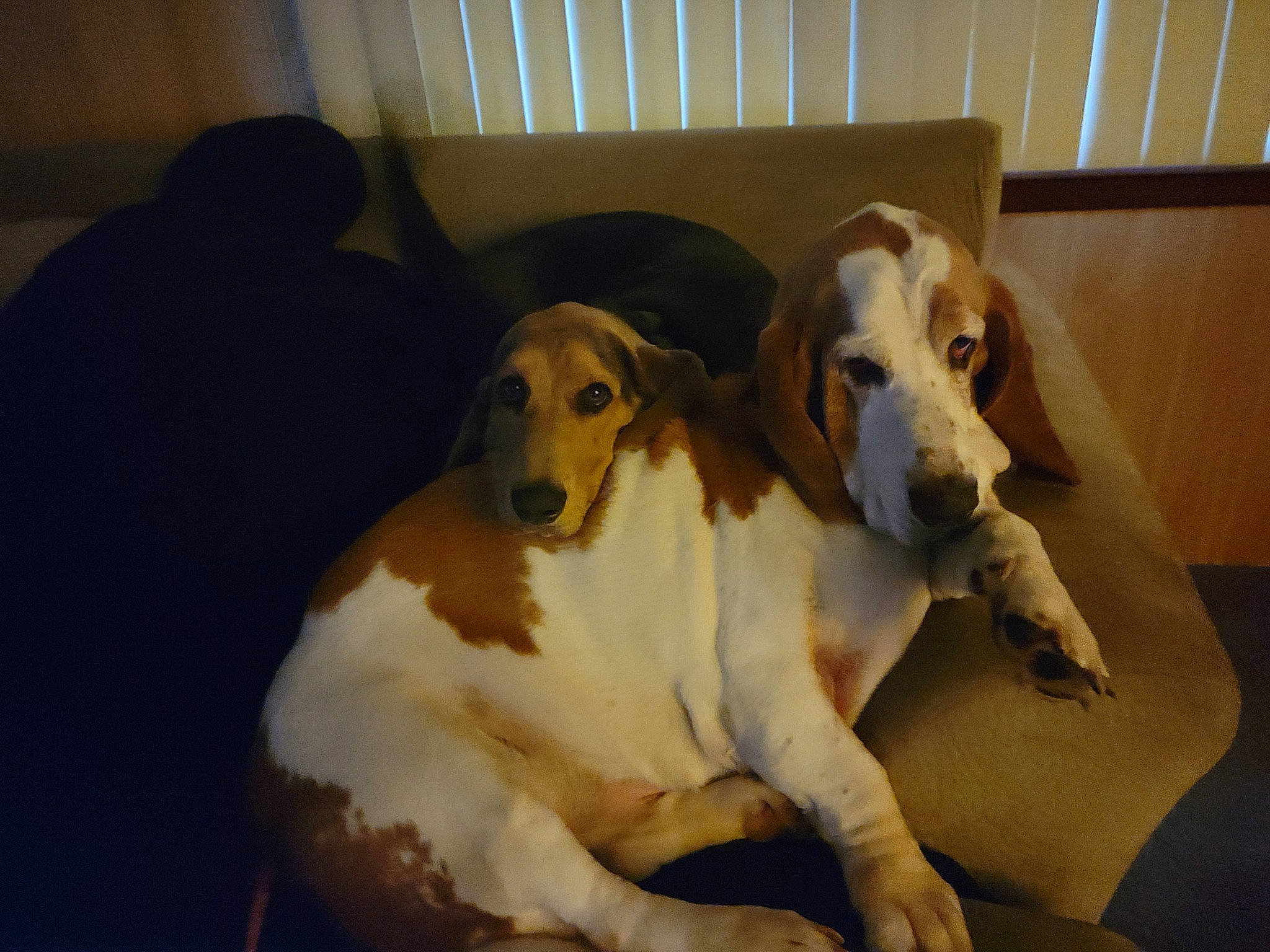 Brigs is registered to the contest to win money with this photo: canidae, carnivore, comfort, companion_dog, dog, dog_breed, dog_supply, fawn, flooring, gun_dog, hound, hunting_dog, non_sporting_group, paw, pet_supply, scent_hound, snout, sporting_group, working_animal