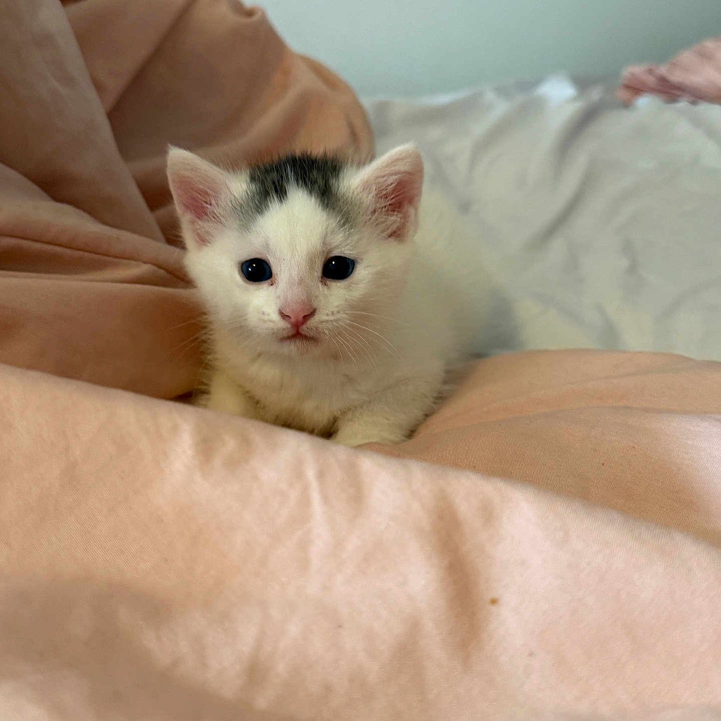 Rein Storm is registered to the contest to win money with this photo: abyssinian, angora, animal, bed, bedroom, blanket, cat, furniture, indoors, kitten, manx, pet, quilt, room, siamese, white