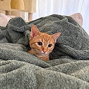 Cayenne is registered to the contest to win money with this photo: kitten, cat, orange_cat, blanket, cozy, indoor, pet, fur, cute, resting, furniture, soft, texture, curious, young_cat, home, nap, comfort, animal, domestic_cat
