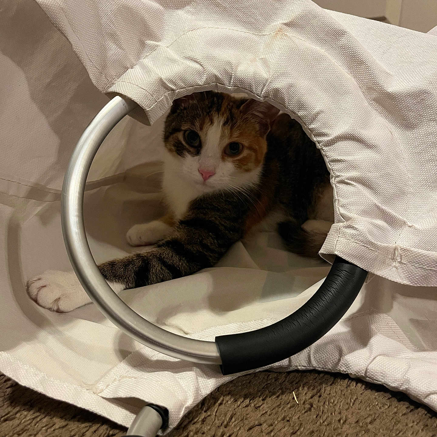 Sunshine joined the competition — help win amazing prizes! cat, kitten, calico, pet, animal, face, eyes, pink_nose, fur, tabby, white_fur, orange_fur, black_fur, curious, sitting, cuddly, fabric, blanket, indoor, cozy