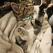 Skylar is registered to the contest to win money with this photo: cat, tabby, paw, stretching, blanket, cozy, fur, collar, daisy, pet, indoor, relaxing, whiskers, cute, sleepy, comfort, animal, mammal, feline, cute_pet