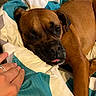 animal, bed, blanket, brown_dog, close_up, comfort, companion, cozy, cute, dog, domestic_animal, fur, hand, indoor, paw, pet, relaxed, resting, sleepy, tongue_out