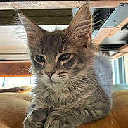 Waly a rejoint le concours — aidez-le/la à gagner de superbes lots ! kitten, cat, gray_cat, feline, whiskers, fur, paws, indoor, cushion, yellow_cushion, wood, resting, relaxed, close_up, pet, animal, young_cat, cute, portrait, cozy