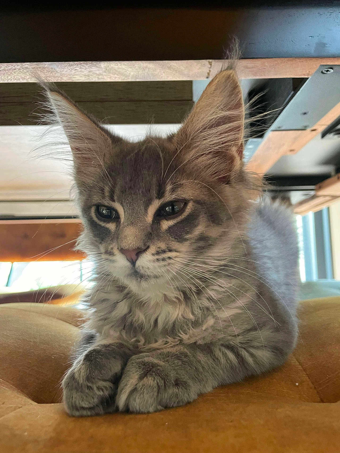 Waly a rejoint le concours — aidez-le/la à gagner de superbes lots ! kitten, cat, gray_cat, feline, whiskers, fur, paws, indoor, cushion, yellow_cushion, wood, resting, relaxed, close_up, pet, animal, young_cat, cute, portrait, cozy