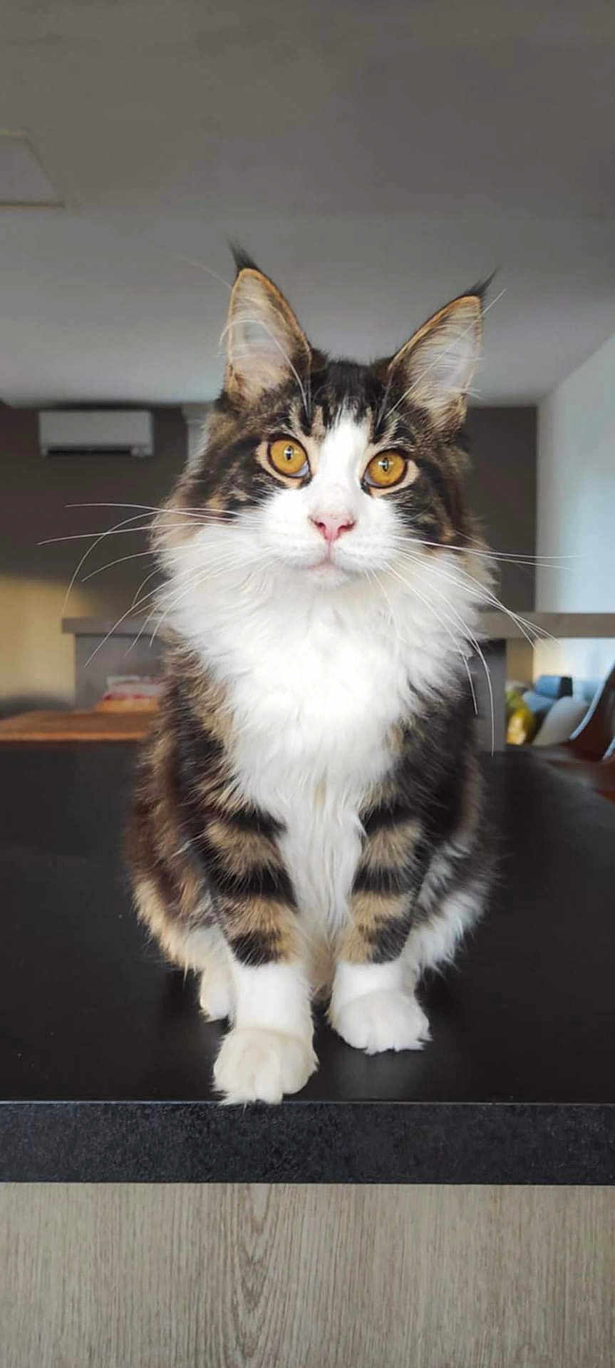 Willo a rejoint le concours — aidez-le/la à gagner de superbes lots ! cat, fluffy, golden_eyes, tabby, white_fur, sitting, indoor, countertop, whiskers, pet, domestic_cat, feline, closeup, portrait, household, fur, ears, nose, paws, curious