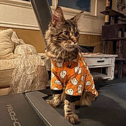 Twig is registered to the contest to win money with this photo: blanket, cat, cat_tree, couch, cozy, ears, fur, furniture, ghost_print, halloween_pattern, indoor, living_room, pajamas, paws, soft_lighting, tabby_cat, treadmill, whiskers, window, wooden_table