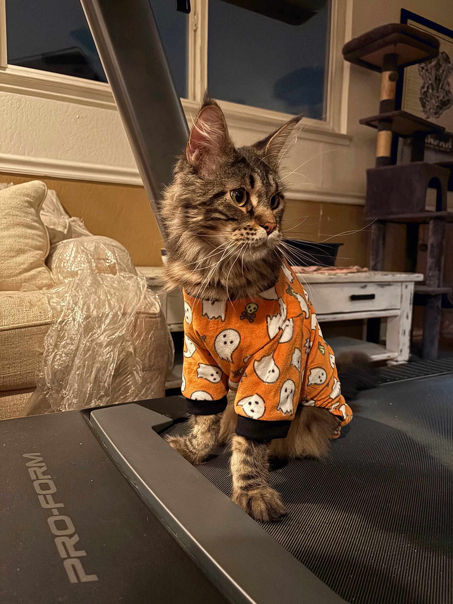 Twig is registered to the contest to win money with this photo: blanket, cat, cat_tree, couch, cozy, ears, fur, furniture, ghost_print, halloween_pattern, indoor, living_room, pajamas, paws, soft_lighting, tabby_cat, treadmill, whiskers, window, wooden_table