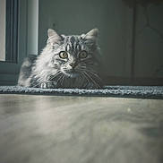Olympe a rejoint le concours — aidez-le/la à gagner de superbes lots ! abyssinian, angora, animal, cat, face, furniture, gray, hardwood, head, indoors, interiordesign, kitten, manx, person, pet, photography, portrait, snout, table, wood