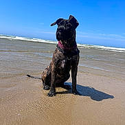 Bianca a rejoint le concours — aidez-le/la à gagner de superbes lots ! animal, beach, brindle, canine, coast, dog, harness, nature, ocean, outdoor, pet, sand, seaside, shadow, sky, summer, sunny, vacation, water, waves