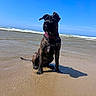 animal, beach, brindle, canine, coast, dog, harness, nature, ocean, outdoor, pet, sand, seaside, shadow, sky, summer, sunny, vacation, water, waves