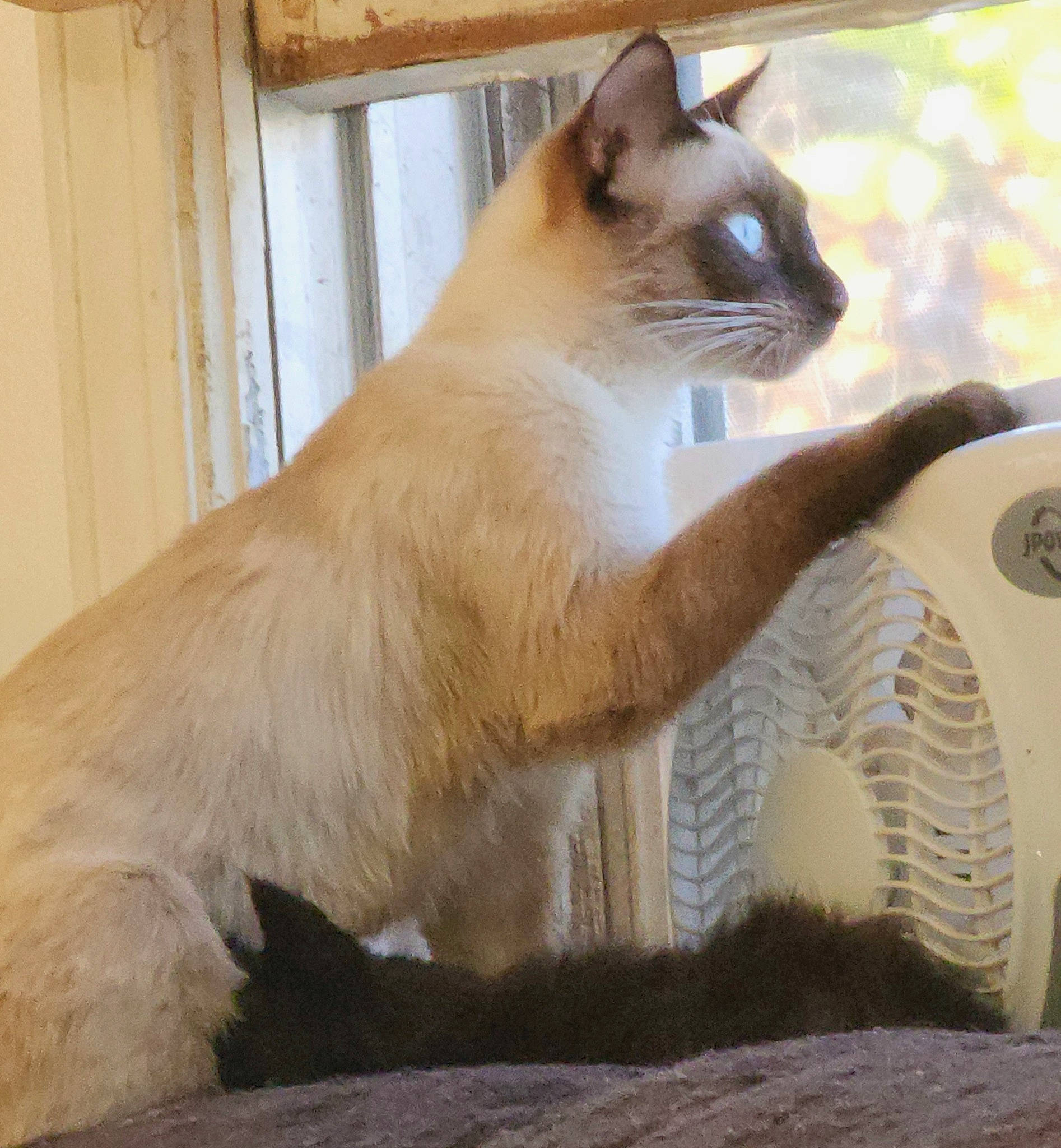 Lightning is registered to the contest to win money with this photo: balinese, carnivore, cat, domestic_short_haired_cat, fawn, felidae, fur, paw, pet_supply, siamese, small_to_medium_sized_cats, snout, tail, terrestrial_animal, thai, tonkinese, whiskers, wildlife, window, wood