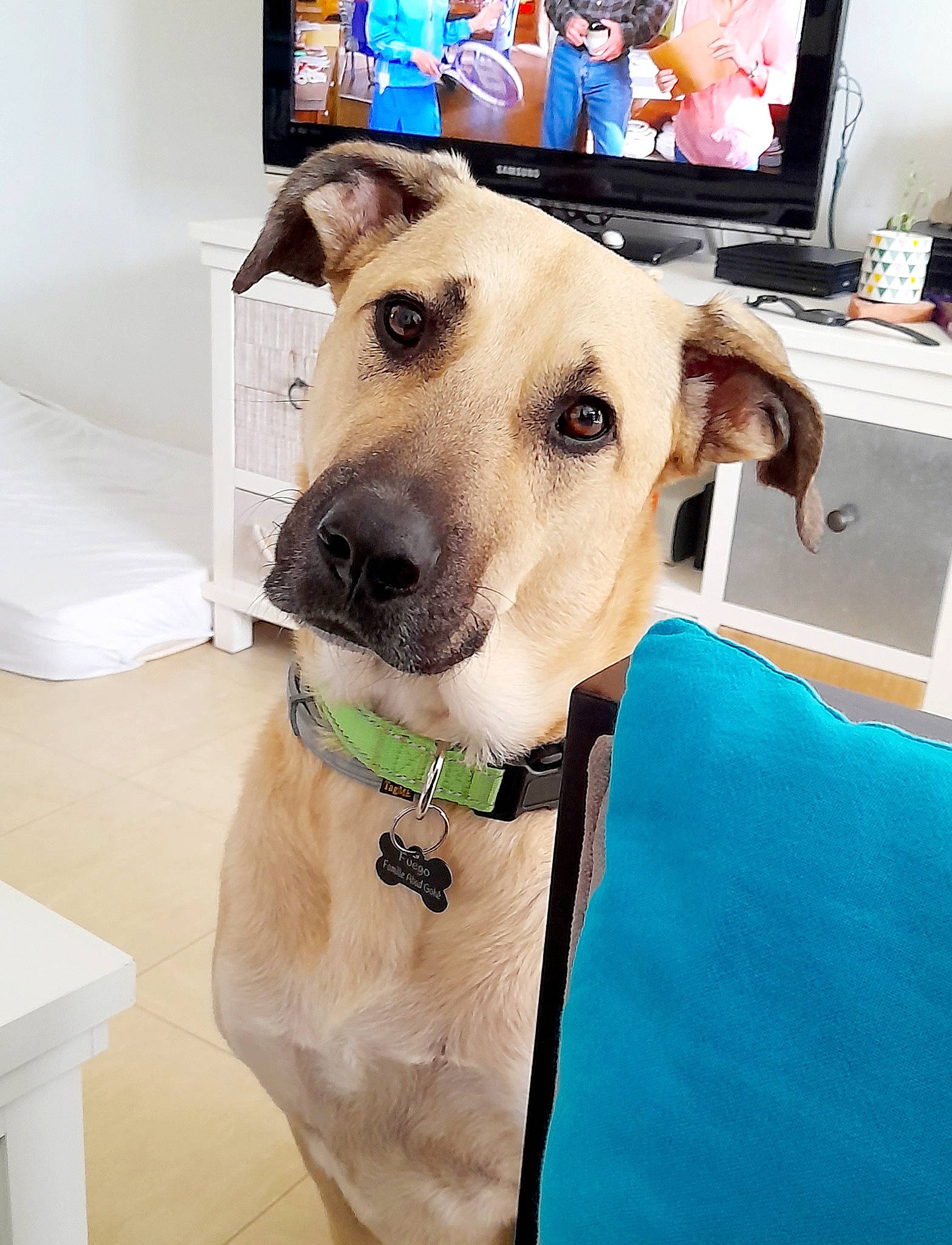 Fuego participe au concours pour gagner de l'argent avec cette photo : cable_television, carnivore, collar, companion_dog, display_device, dog, dog_breed, dog_collar, dog_supply, fawn, gadget, home_appliance, leash, pet_supply, selfie, snout, television, television_set, whiskers, working_animal