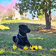 Bella joined the competition — help win amazing prizes! dog, black_dog, grass, flowers, daffodils, outdoor, nature, tree, sunlight, collar, spring, park, pet, animal, relaxing, greenery, daytime, canine, leisure, scenic