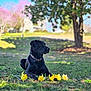 dog, black_dog, grass, flowers, daffodils, outdoor, nature, tree, sunlight, collar, spring, park, pet, animal, relaxing, greenery, daytime, canine, leisure, scenic