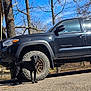 dog, black_dog, truck, tacoma, tire, outdoor, daytime, road, trees, blue_sky, sunlight, animal, pet, vehicle, parked_car, nature, canine, collar, side_view, shadow