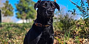 Bella is registered to the contest to win money with this photo: dog, black_dog, sitting, outdoor, grass, leaves, tree, flowers, blue_sky, collar, nature, sunny, pet, animal, canine, portrait, spring, flora, daylight, background_blur