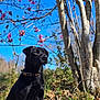 Bella is registered to the contest to win money with this photo: alert, animal, black_dog, blue_sky, calm, canine, collar, dog, flower, garden, grass, leaf_litter, nature, outdoor, pet, pink_flower, sitting, spring, sunlight, tree