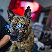 Prince is registered to the contest to win money with this photo: dog, brindle, glasses, indoor, pet, canine, portrait, animal, ears, face, furniture, blurred_background, reflection, sitting, looking_away, cozy, home, table, person_arm, casual