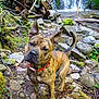 Prince joined the competition — help win amazing prizes! dog, brindle, red_collar, waterfall, rocks, moss, forest, trail, greenery, branches, outdoor, nature, canine, wildlife, adventure, curious, standing, pet, daylight, scenic