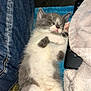 kitten, sleeping, gray, white, fur, pet, cozy, blanket, remote_control, denim, towel, cute, resting, indoor, small, paw, whiskers, relax, animal, soft