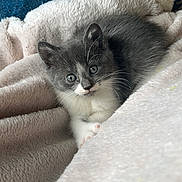 Floflo participe au concours pour gagner de l'argent avec cette photo : animal, cat, comfort, cozy, cute, ears, furry, gray_cat, indoor, kitten, looking, paws, pet, resting, sleepy, small, soft_blanket, whiskers, white_cat, young