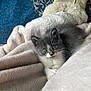 kitten, cat, gray_cat, white_cat, pet, animal, fur, blanket, cozy, cute, indoor, slipper, blue_rug, soft_texture, small_animal, resting, curious, domestic_cat, feline, young_animal