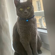 Chouchou participe au concours pour gagner de l'argent avec cette photo : cat, gray_cat, pet, animal, windowsill, collar, bell, yellow_eyes, indoor, natural_light, feline, sitting, fur, house, window, curtain, domestic_animal, portrait, still_life, blurred_background