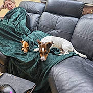 Milo participe au concours pour gagner de l'argent avec cette photo : animal, black_leather, blanket, computer_mouse, couch, dog, framed_photo, fur, green_blanket, indoor, leather, mouse, person, pet, relaxing, resting, table, urban, wooden_floor, yellow_taxi