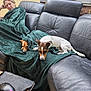 animal, black_leather, blanket, computer_mouse, couch, dog, framed_photo, fur, green_blanket, indoor, leather, mouse, person, pet, relaxing, resting, table, urban, wooden_floor, yellow_taxi