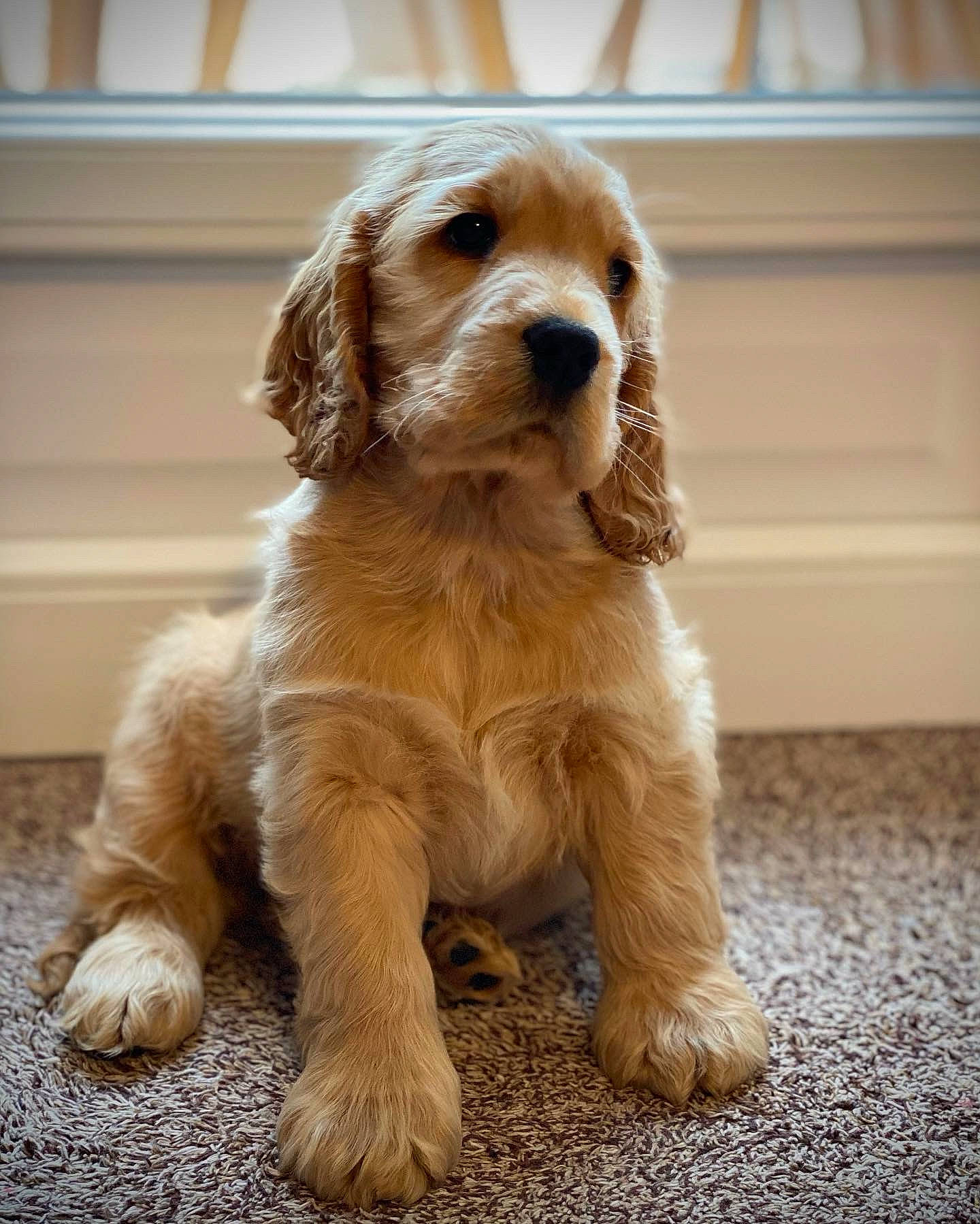 Théodore a rejoint le concours — aidez-le/la à gagner de superbes lots ! canidae, carnivore, companion_dog, dog, dog_breed, fawn, fur, gun_dog, liver, puppy, small_terrier, snout, spaniel, sporting_group, terrestrial_animal, terrier, toy_dog, whiskers, working_animal