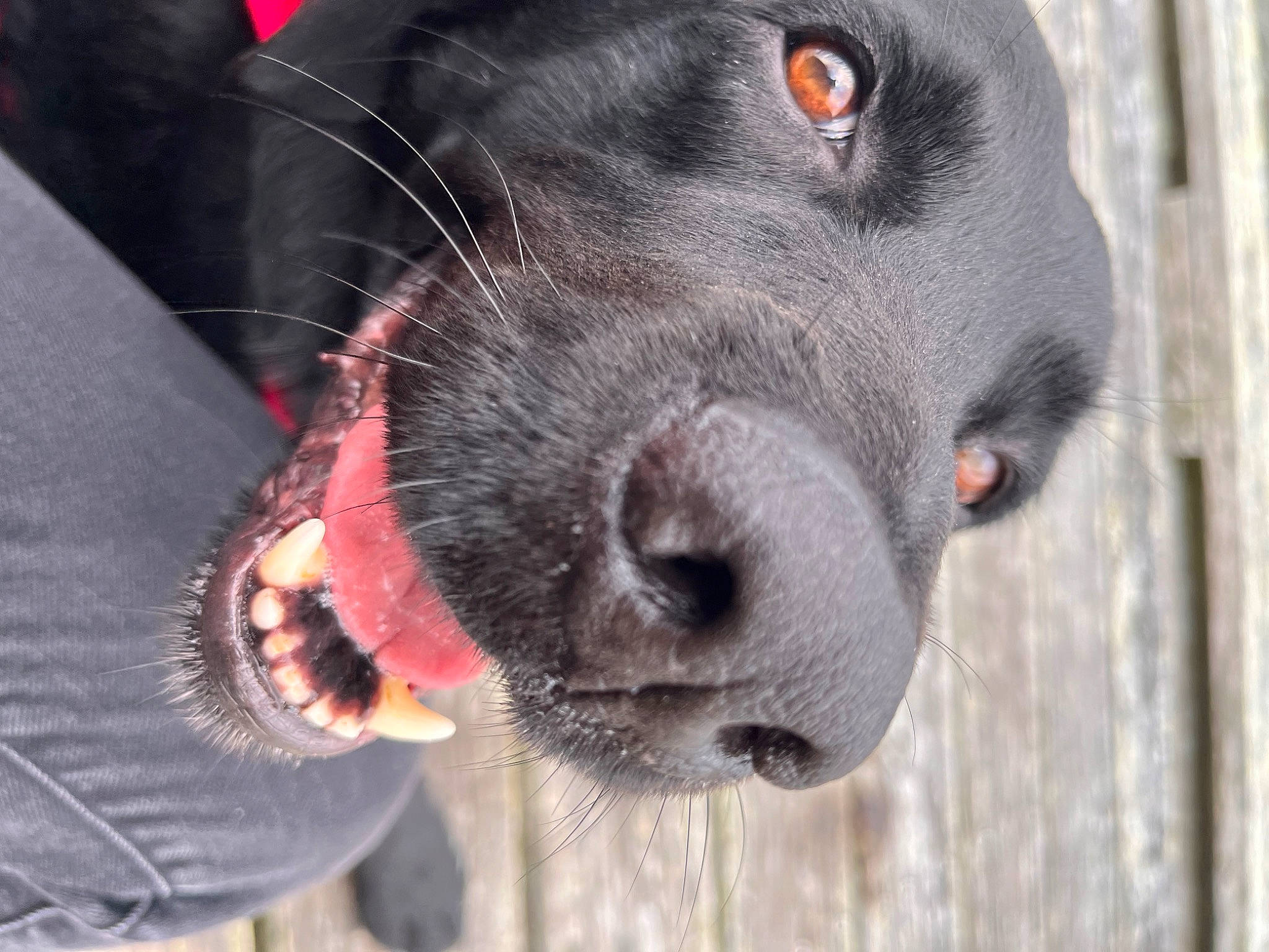 Axel is registered to the contest to win money with this photo: borador, canidae, carnivore, collar, companion_dog, dog, dog_breed, dog_collar, fur, gun_dog, hunting_dog, liver, non_sporting_group, pet_supply, snout, sporting_group, terrestrial_animal, whiskers, working_animal, working_dog