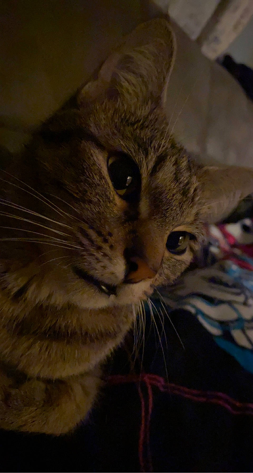 Dahlia is registered to the contest to win money with this photo: carnivore, cat, domestic_short_haired_cat, ear, eye, felidae, fur, small_to_medium_sized_cats, snout, terrestrial_animal, whiskers, wildlife, window