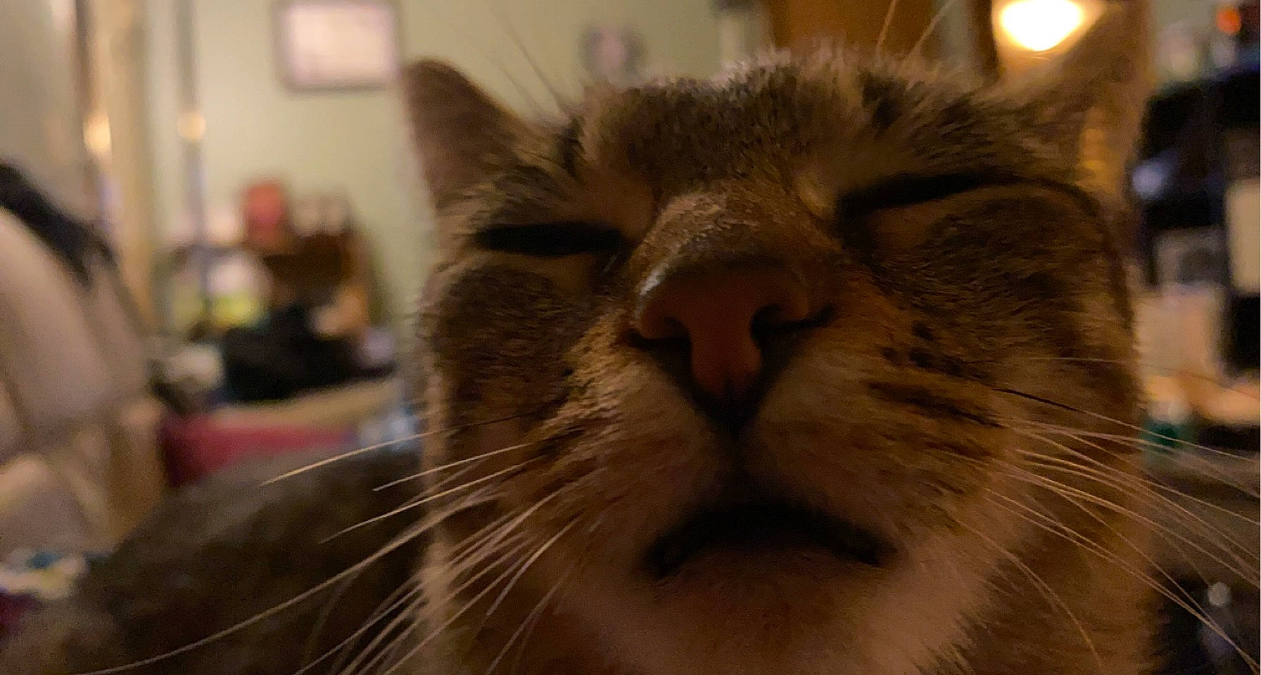 Dahlia is registered to the contest to win money with this photo: carnivore, cat, domestic_short_haired_cat, fang, felidae, fur, small_to_medium_sized_cats, snout, terrestrial_animal, whiskers