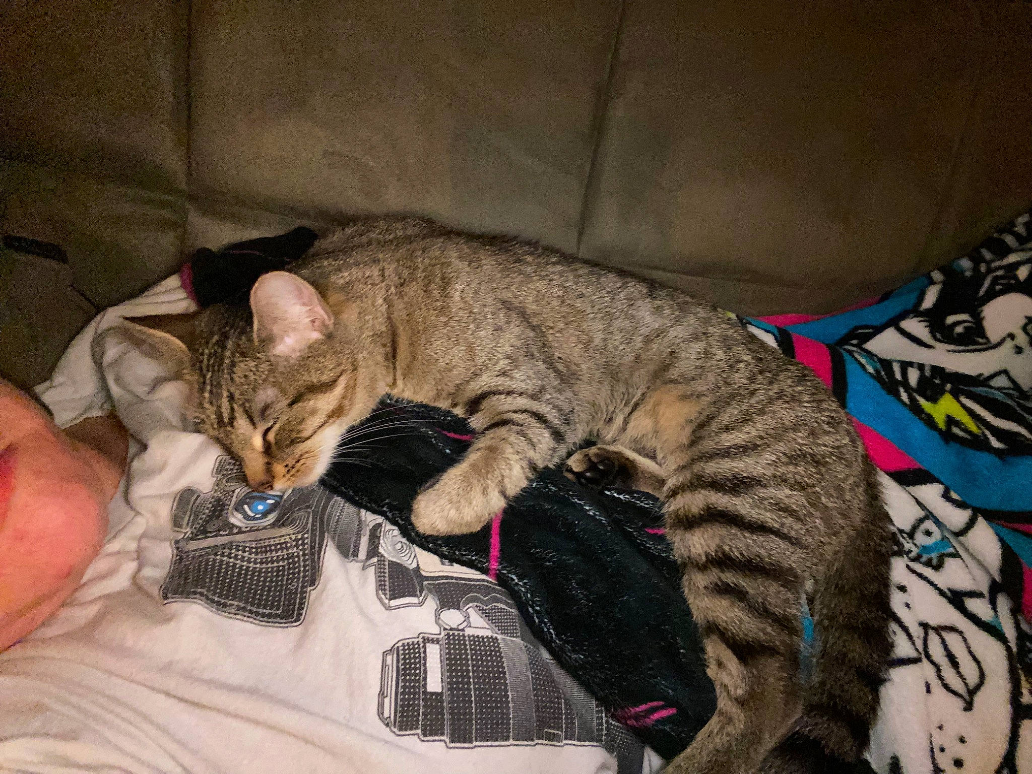 Dahlia joined the competition — help win amazing prizes! bed, carnivore, cat, claw, comfort, domestic_short_haired_cat, fawn, felidae, fur, lap, nap, paw, sitting, sleep, small_to_medium_sized_cats, snout, tail, terrestrial_animal, whiskers