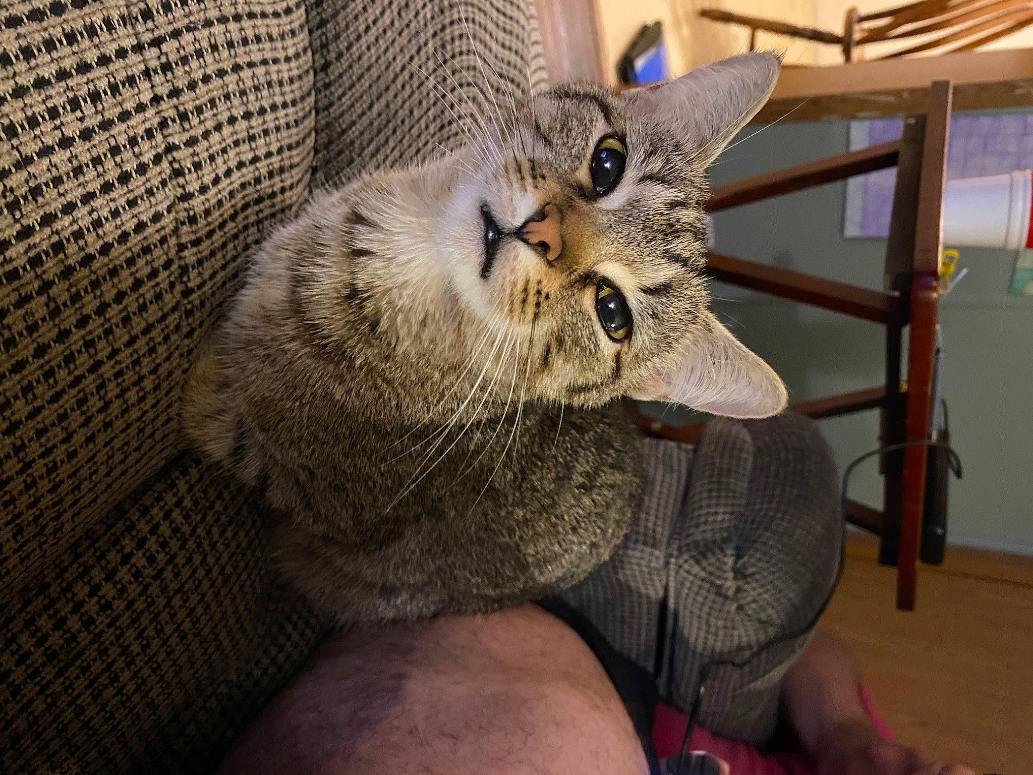 Dahlia is registered to the contest to win money with this photo: animal_shelter, cage, carnivore, cat, cat_supply, chair, claw, comfort, domestic_short_haired_cat, fawn, felidae, fur, mesh, paw, small_to_medium_sized_cats, snout, terrestrial_animal, whiskers, wildlife, wood