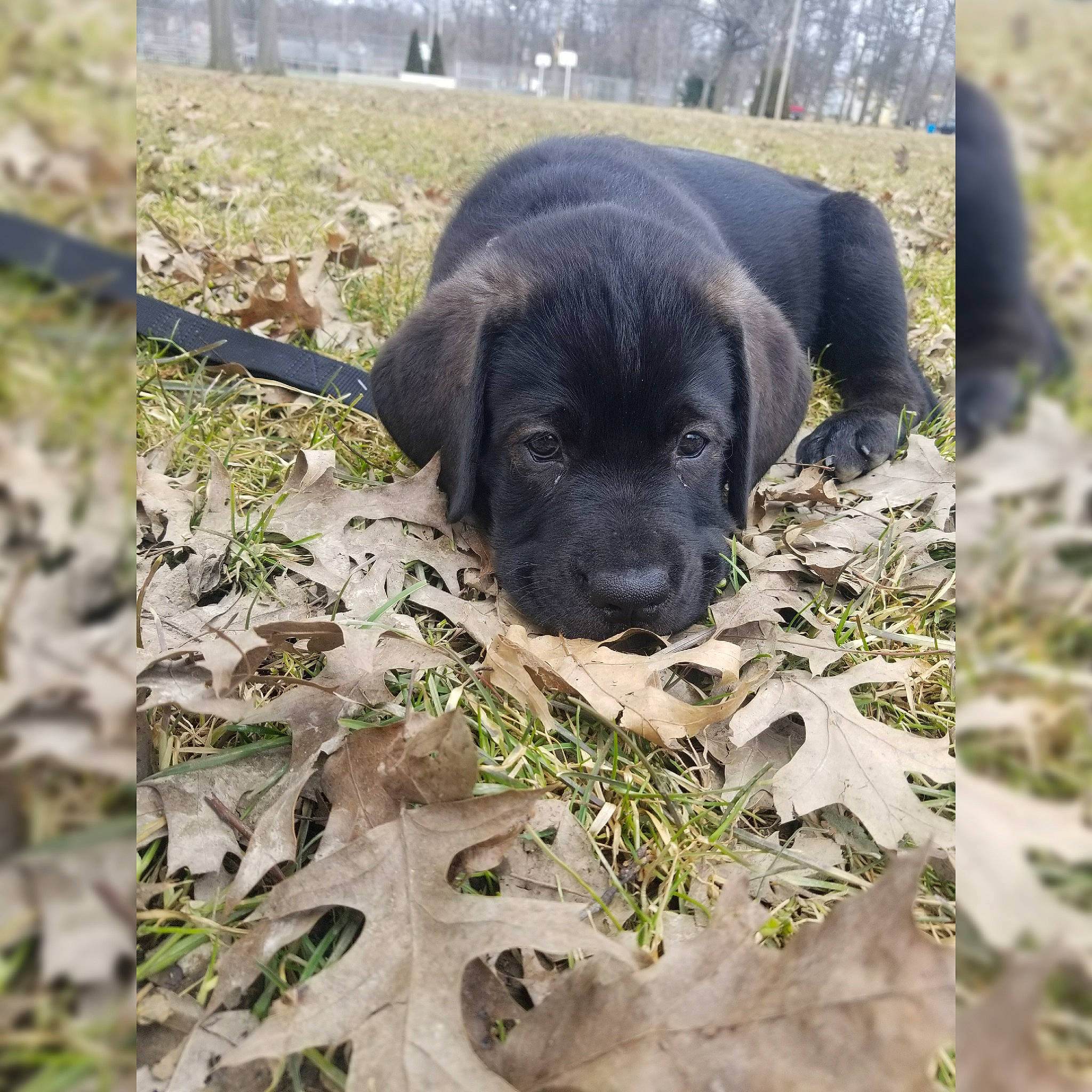 Bear joined the competition — help win amazing prizes! beagador, borador, canidae, carnivore, companion_dog, dog, dog_breed, hunting_dog, labrador_retriever, patterdale_terrier, puppy, retriever, snout, sporting_group