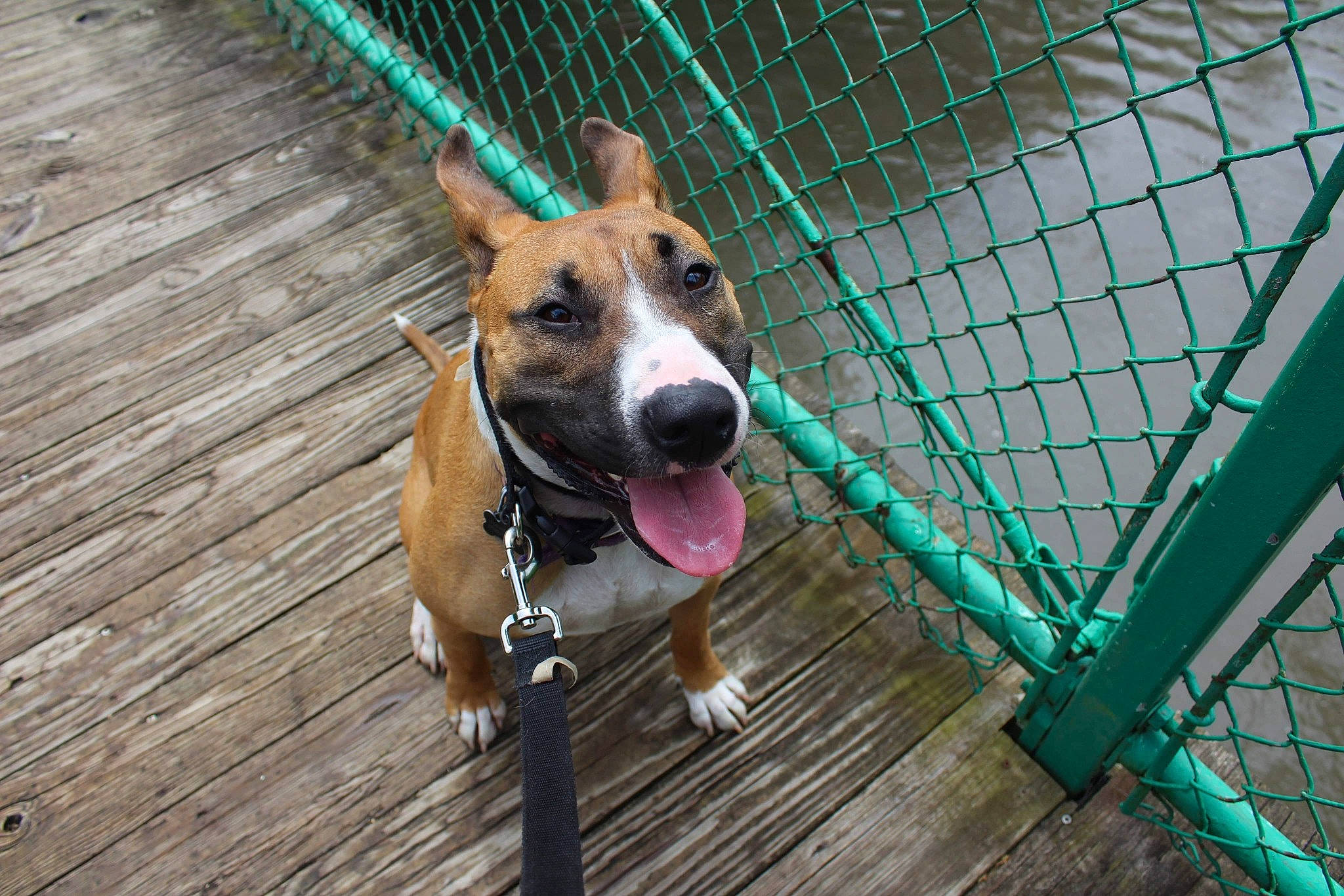 Luna is registered to the contest to win money with this photo: american_pit_bull_terrier, american_staffordshire_terrier, animal_shelter, canidae, carnivore, dog, dog_breed, fawn, mammal, non_sporting_group, snout, vertebrate