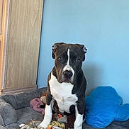 Vita a rejoint le concours — aidez-le/la à gagner de superbes lots ! dog, pet, black_and_white, dog_bed, toy, rope_toy, plush_toy, indoor, blue_wall, wooden_cabinet, floor_tile, sitting, looking_at_camera, ears_folded, white_paws, cute, domestic_animal, companion, canine, resting_place