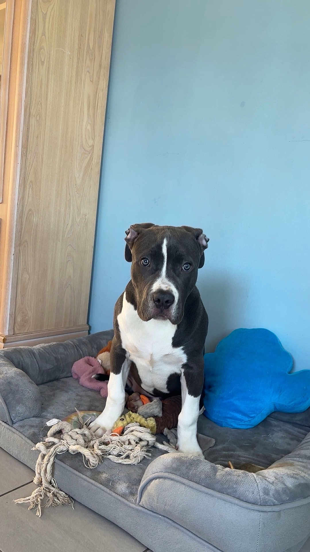 Vita a rejoint le concours — aidez-le/la à gagner de superbes lots ! dog, pet, black_and_white, dog_bed, toy, rope_toy, plush_toy, indoor, blue_wall, wooden_cabinet, floor_tile, sitting, looking_at_camera, ears_folded, white_paws, cute, domestic_animal, companion, canine, resting_place