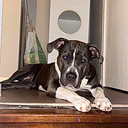 Vita participe au concours pour gagner de l'argent avec cette photo : dog, pet, blue_eyes, paws, stair, hardwood, door, shelf, indoor, home_interior, lying_down, relaxed, looking_at_camera, portrait, closeup, ears, snout, animal, domestic_pet, furniture