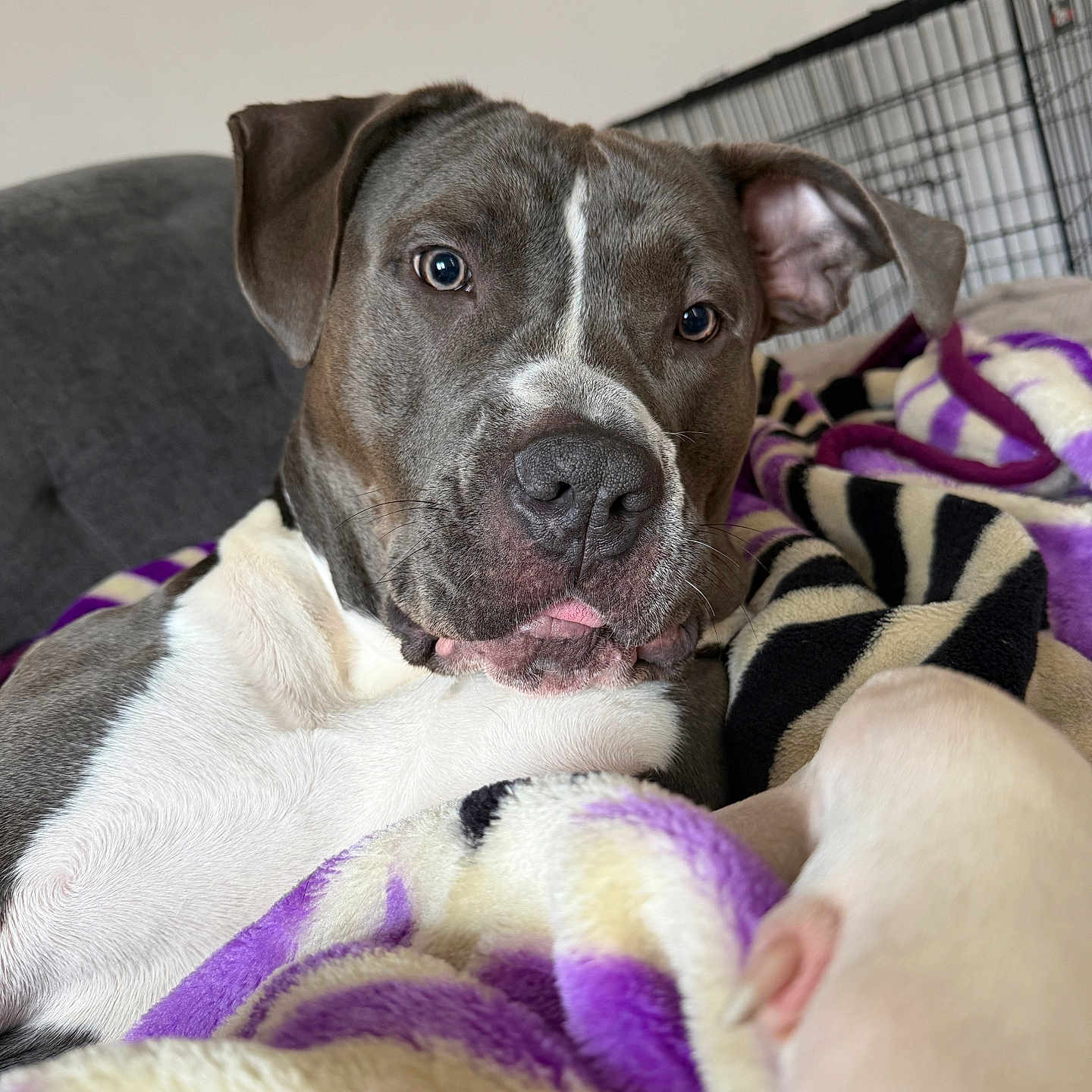 Vita participe au concours pour gagner de l'argent avec cette photo : blanket, closeup, couch, crate, curious, dog, ears, gray, indoor, nose, paw, pet, pitbull, portrait, puppy, purple, relaxed, tongue, whiskers, white