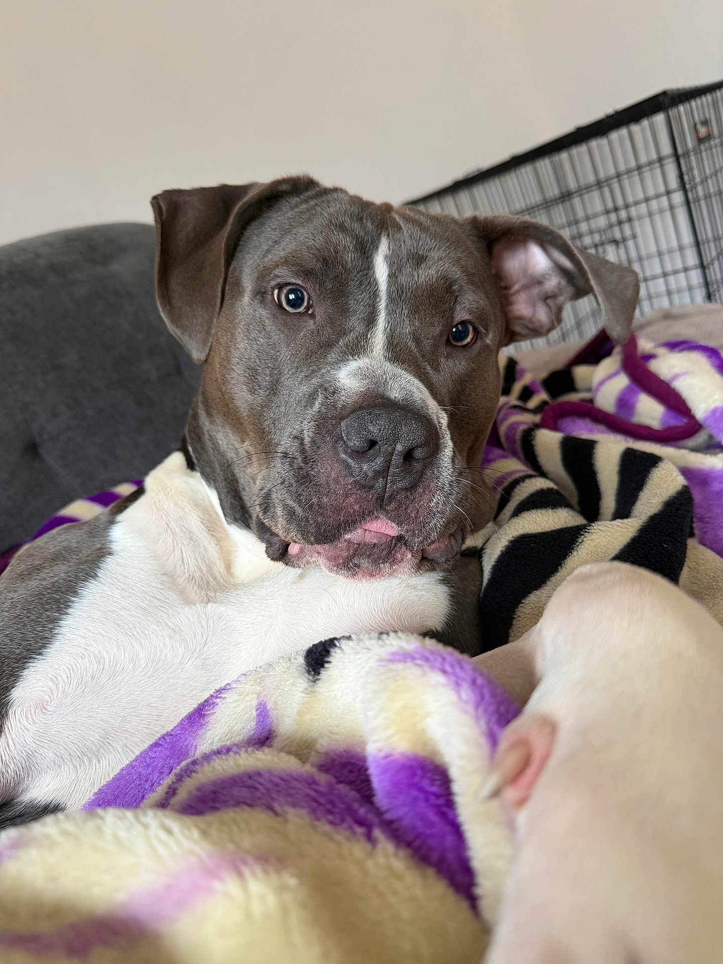 Vita participe au concours pour gagner de l'argent avec cette photo : dog, pitbull, puppy, closeup, portrait, blanket, purple, white, gray, couch, crate, indoor, pet, paw, ears, nose, whiskers, relaxed, curious, tongue